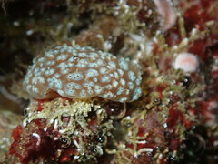 Aplidium