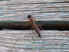 Diadromus collaris