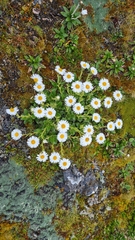 Celmisia hieraciifolia