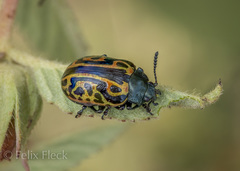 Calligrapha mexicana