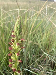 Disa brevicornis