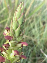 Disa brevicornis