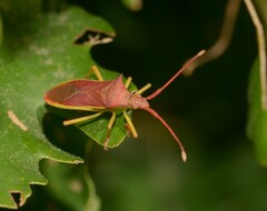 Gonocerus insidiator
