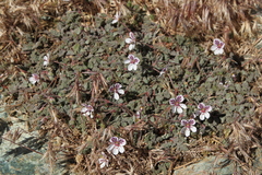 Erodium cheilanthifolium