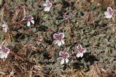 Erodium cheilanthifolium