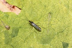 Dicyphus errans