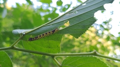 Chadisra bipars