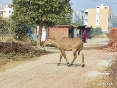 Boselaphus tragocamelus