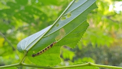 Chadisra bipars