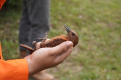 Micropternus brachyurus