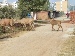 Boselaphus tragocamelus