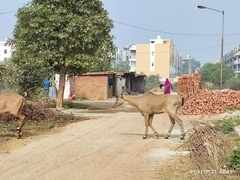Boselaphus tragocamelus