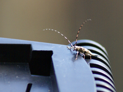 Acanthocinus griseus