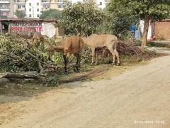 Boselaphus tragocamelus
