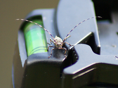 Acanthocinus griseus