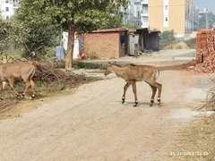 Boselaphus tragocamelus