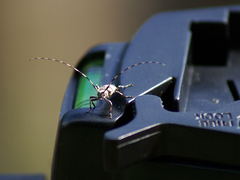 Acanthocinus griseus