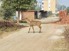 Boselaphus tragocamelus