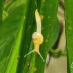 Helicarion perfragilis