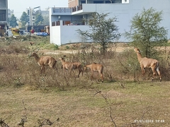 Boselaphus tragocamelus
