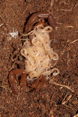 Pseudolychas ochraceus