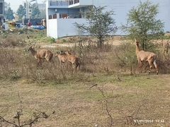 Boselaphus tragocamelus