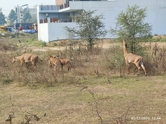 Boselaphus tragocamelus