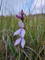 Brownleea macroceras