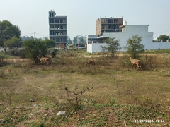 Boselaphus tragocamelus