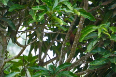 Micropternus brachyurus