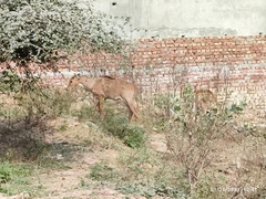Boselaphus tragocamelus