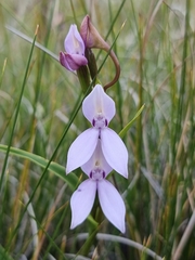 Brownleea macroceras