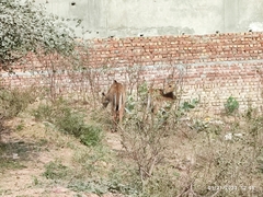 Boselaphus tragocamelus
