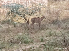 Boselaphus tragocamelus