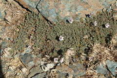 Erodium cheilanthifolium