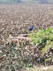 Porphyrio poliocephalus