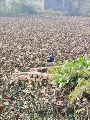 Porphyrio poliocephalus