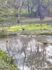 Porphyrio poliocephalus