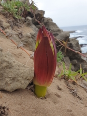 Brunsvigia orientalis