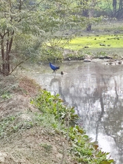 Porphyrio poliocephalus