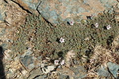 Erodium cheilanthifolium