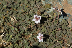 Erodium cheilanthifolium