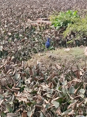 Porphyrio poliocephalus