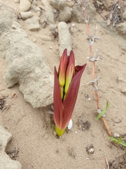 Brunsvigia orientalis