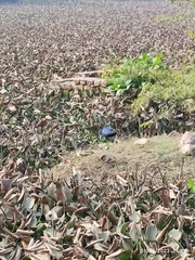 Porphyrio poliocephalus