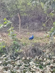 Porphyrio poliocephalus