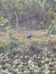 Porphyrio poliocephalus