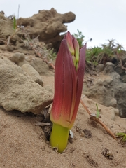 Brunsvigia orientalis