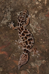 Pachydactylus vansoni