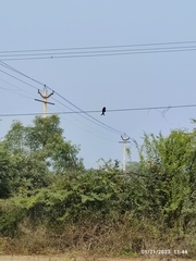 Dicrurus macrocercus